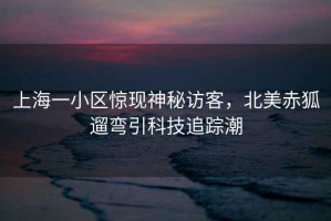 上海一小區(qū)驚現(xiàn)神秘訪客，北美赤狐遛彎引科技追蹤潮