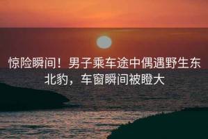驚險(xiǎn)瞬間！男子乘車途中偶遇野生東北豹，車窗瞬間被瞪大