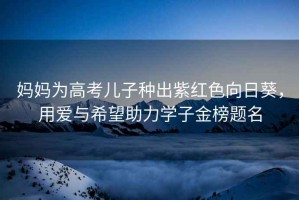 媽媽為高考兒子種出紫紅色向日葵，用愛與希望助力學(xué)子金榜題名