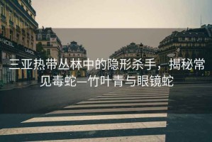 三亞熱帶叢林中的隱形殺手，揭秘常見毒蛇—竹葉青與眼鏡蛇