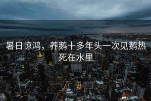 暑日驚鴻，養(yǎng)鵝十多年頭一次見(jiàn)鵝熱死在水里