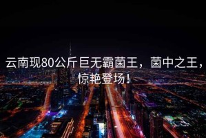 云南現(xiàn)80公斤巨無霸菌王，菌中之王，驚艷登場！