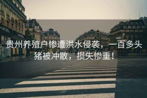 貴州養(yǎng)殖戶慘遭洪水侵襲，一百多頭豬被沖散，損失慘重！