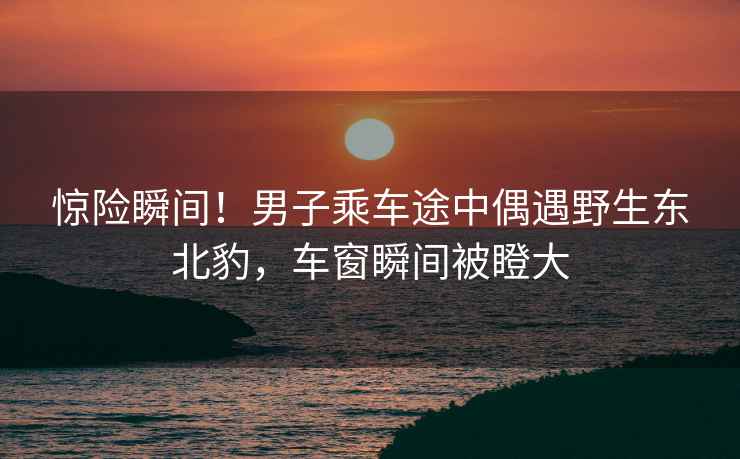 驚險瞬間！男子乘車途中偶遇野生東北豹，車窗瞬間被瞪大