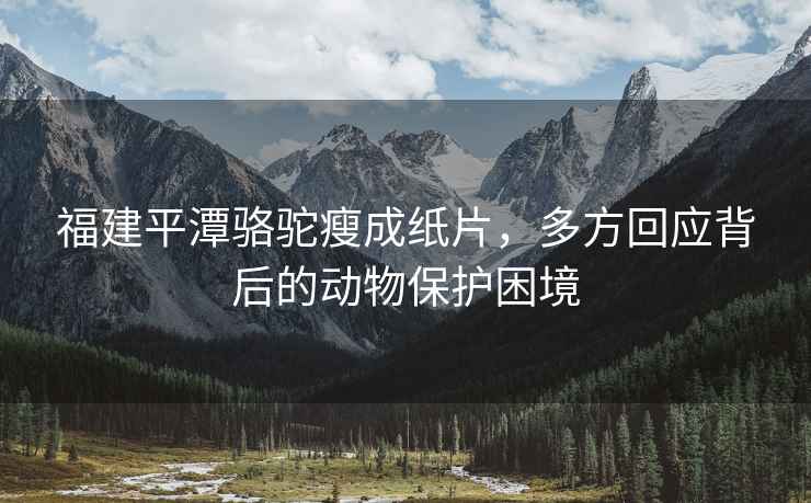 福建平潭駱駝瘦成紙片，多方回應(yīng)背后的動(dòng)物保護(hù)困境