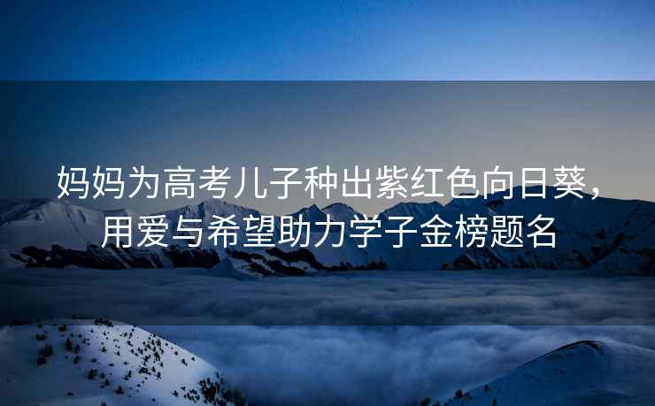 媽媽為高考兒子種出紫紅色向日葵，用愛與希望助力學(xué)子金榜題名
