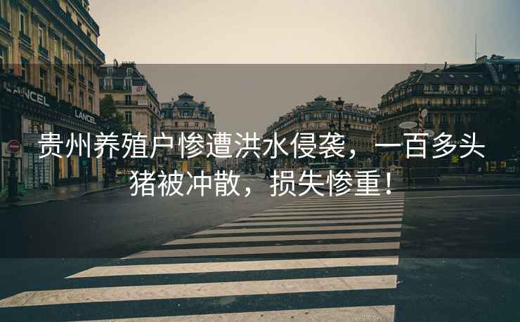 貴州養(yǎng)殖戶慘遭洪水侵襲，一百多頭豬被沖散，損失慘重！
